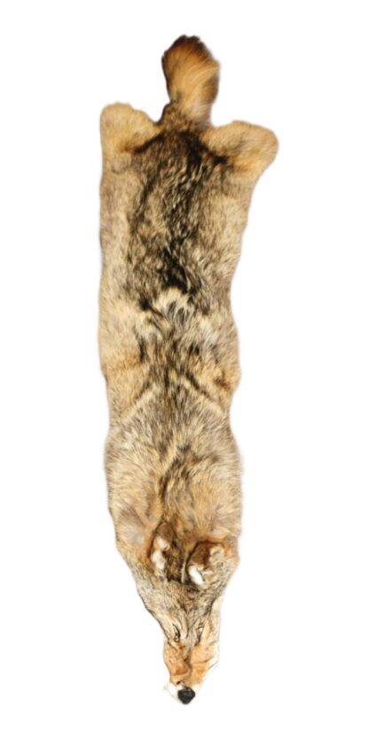 Coyote skin - Wall hanger