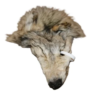 #1 Wolf Face
