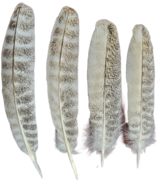 Turkey Wing Feathers - Round