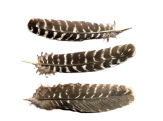Turkey Wing Feathers - Round