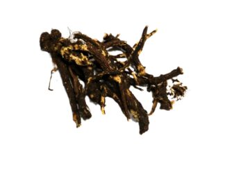 Osha/Bear Root