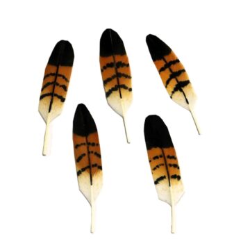 Mini Red-Shouldered Hawk Feather (female, immature)