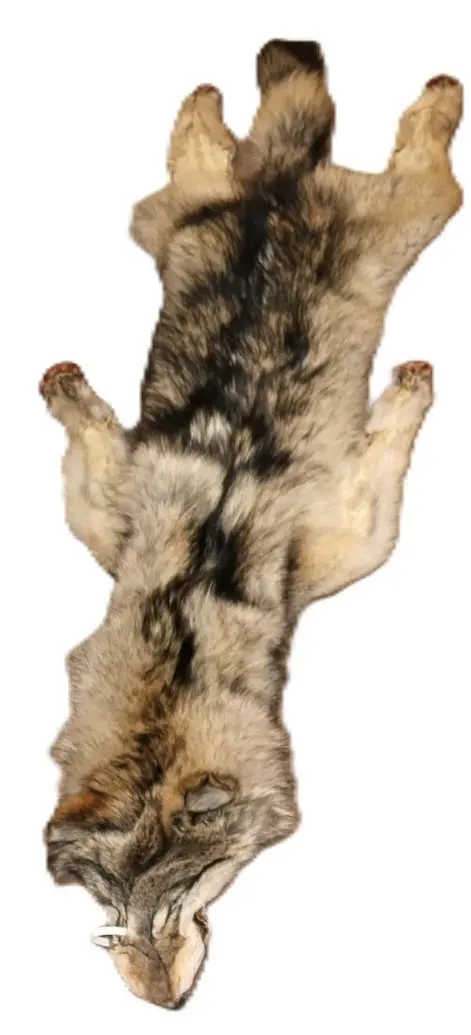 WOLF HAIR ON HIDE XL - Image 3