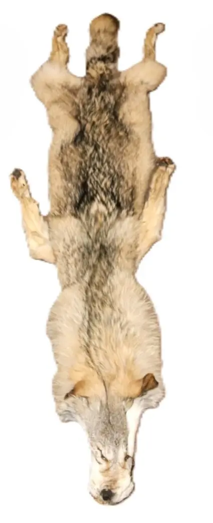 WOLF HAIR ON HIDE XL - Image 7