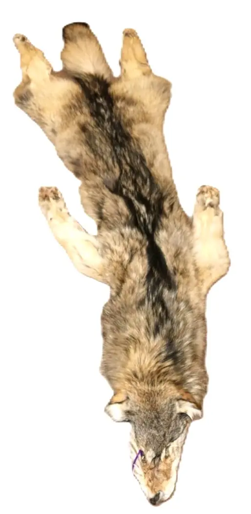 WOLF HAIR ON HIDE XL - Image 11