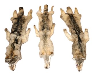 WOLF HAIR ON HIDE XL