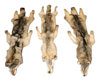 WOLF HAIR ON HIDE XL
