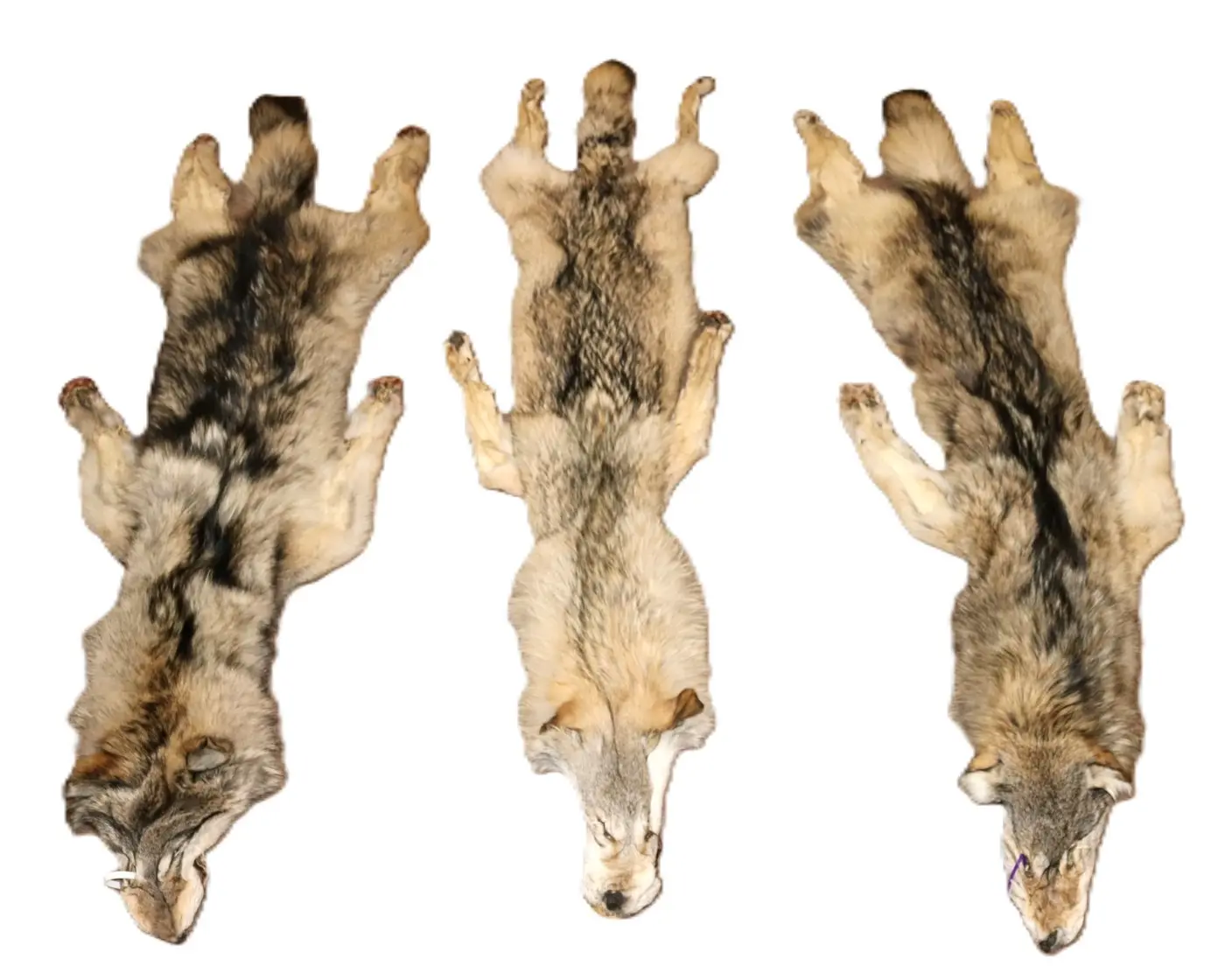 WOLF HAIR ON HIDE XL