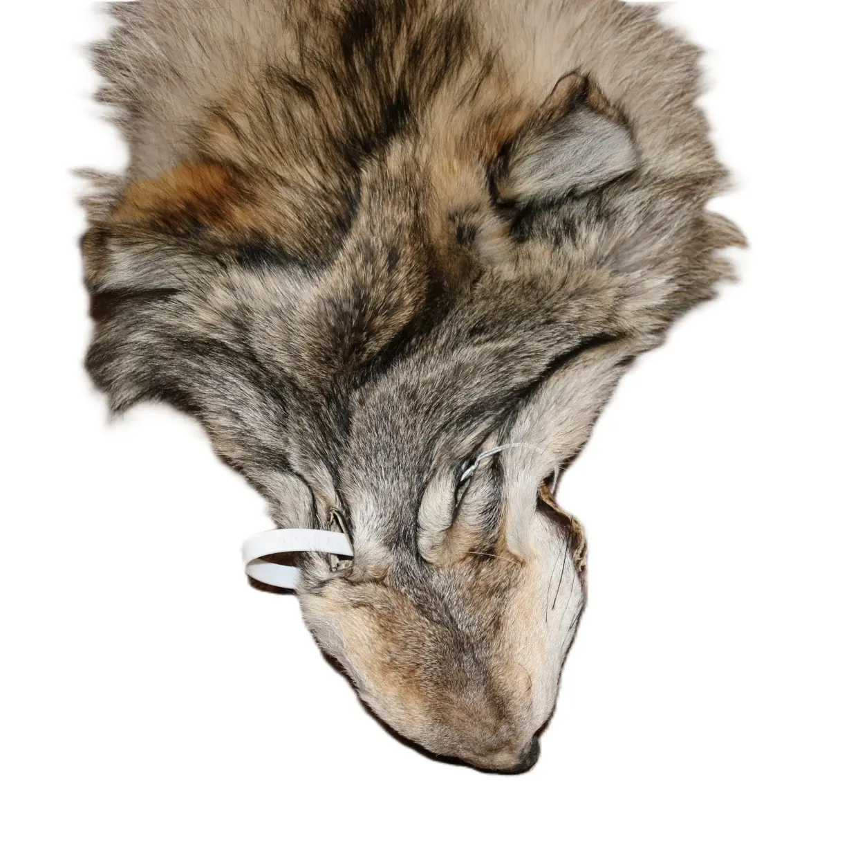 WOLF HAIR ON HIDE XL - Image 4