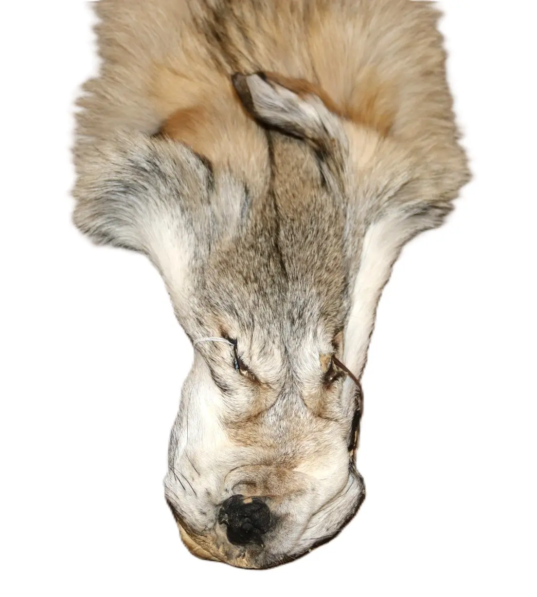 WOLF HAIR ON HIDE XL - Image 8