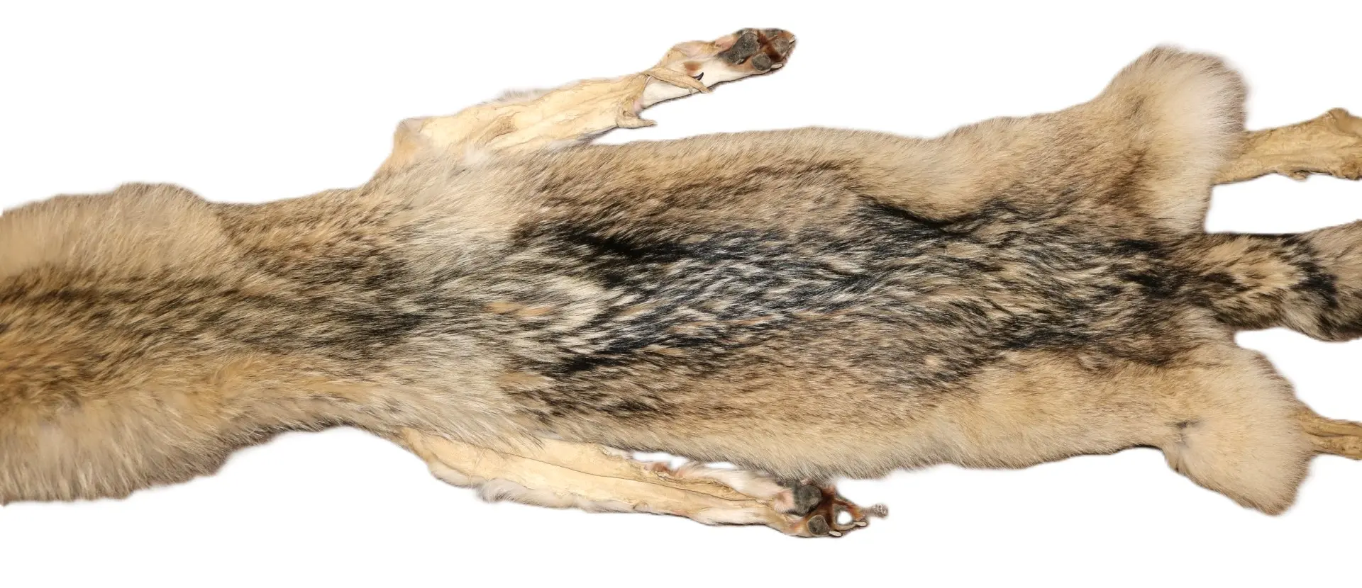 WOLF HAIR ON HIDE XL - Image 9