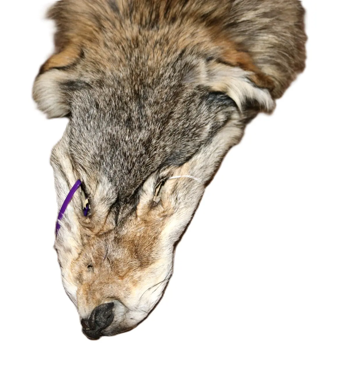 WOLF HAIR ON HIDE XL - Image 12