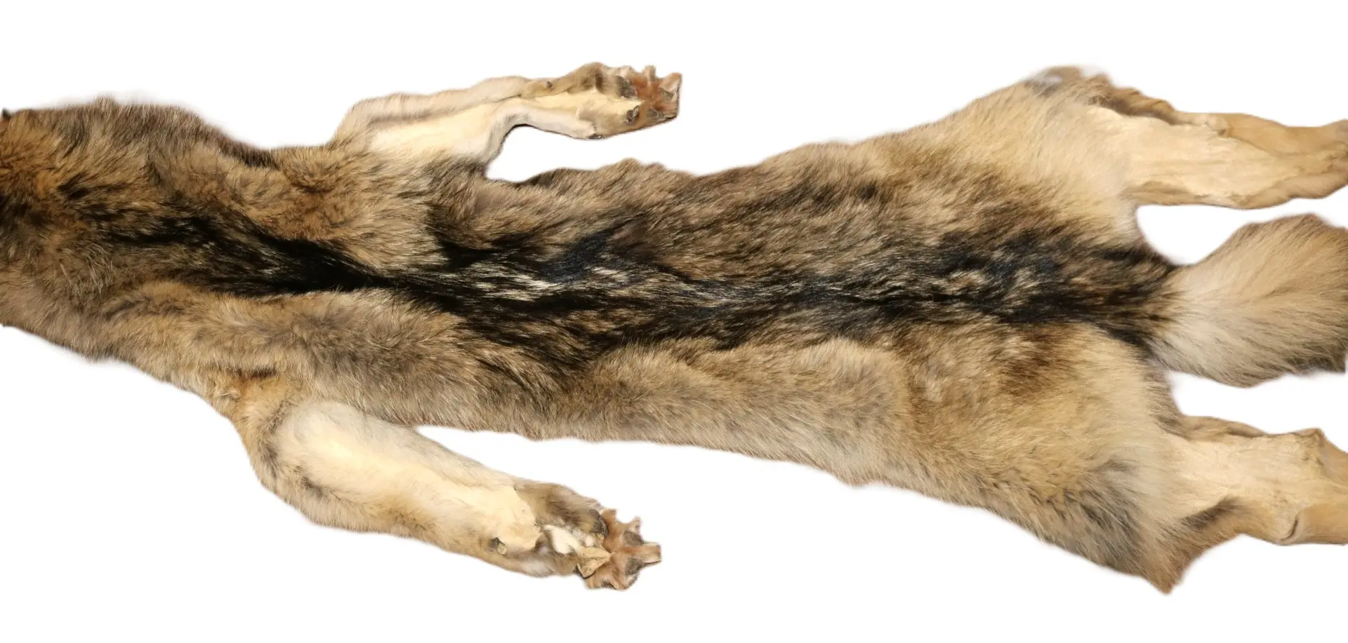 WOLF HAIR ON HIDE XL - Image 13