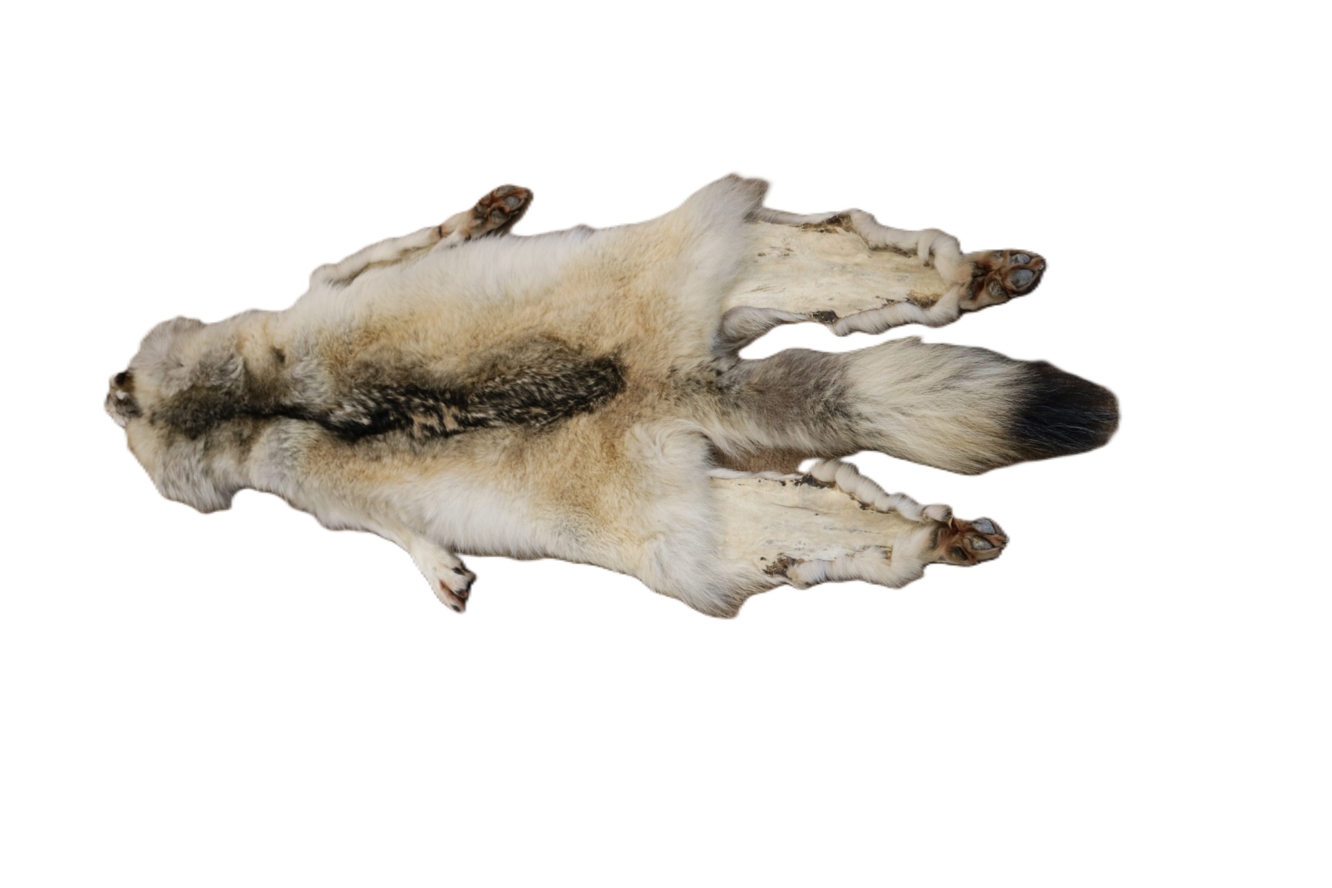WOLF HAIR ON HIDE XL - Image 19