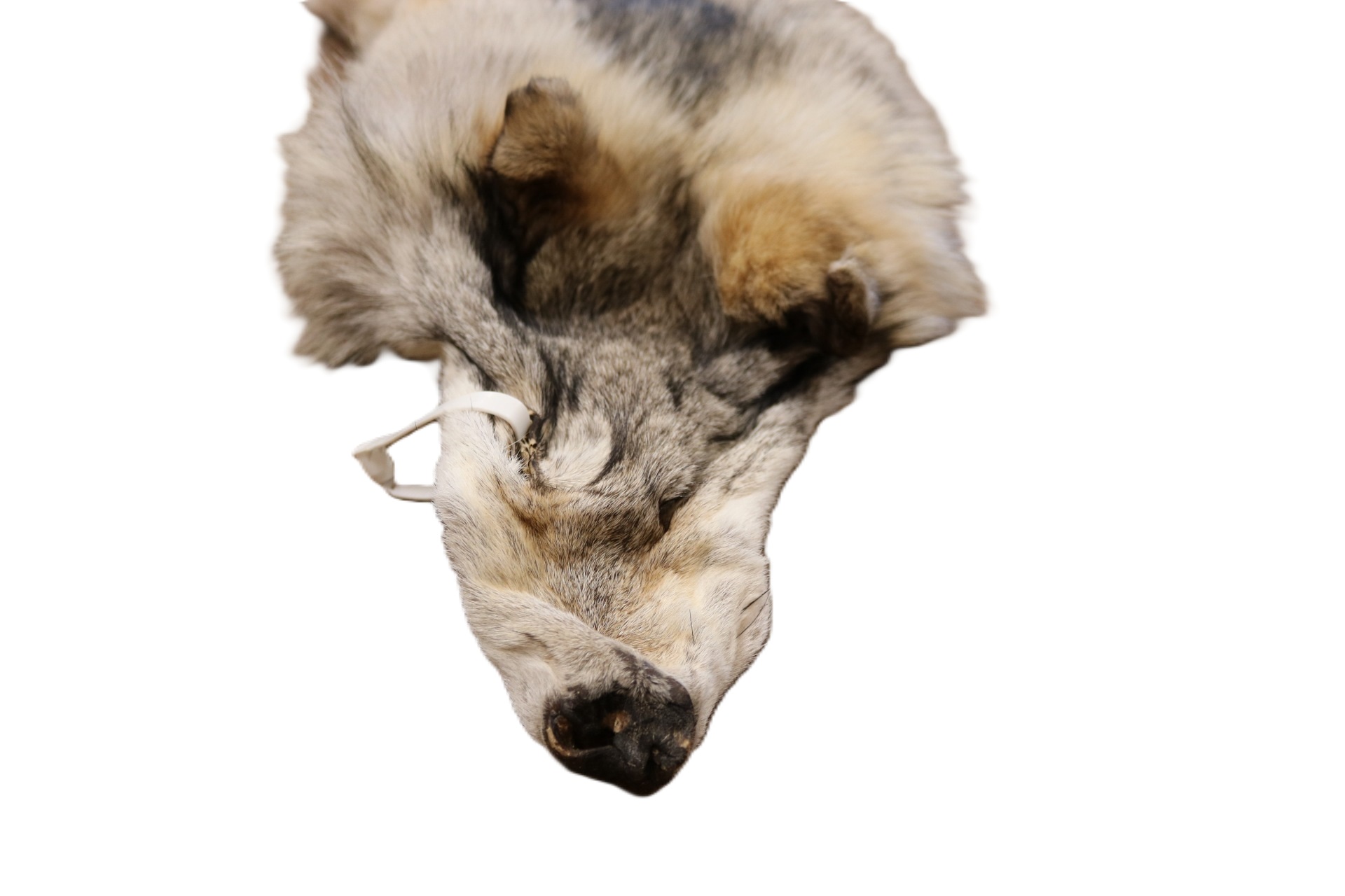 WOLF HAIR ON HIDE XL - Image 20