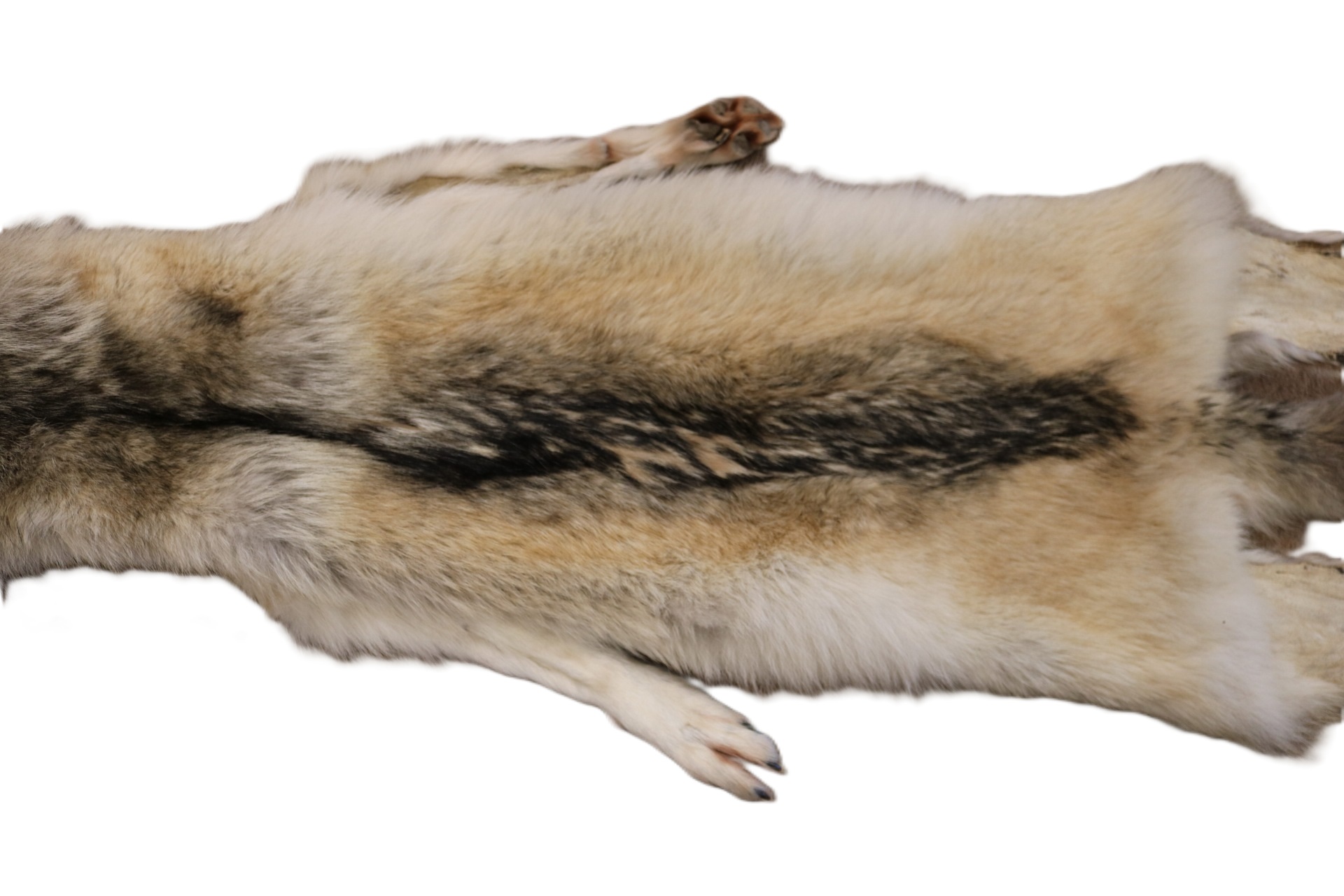 WOLF HAIR ON HIDE XL - Image 12