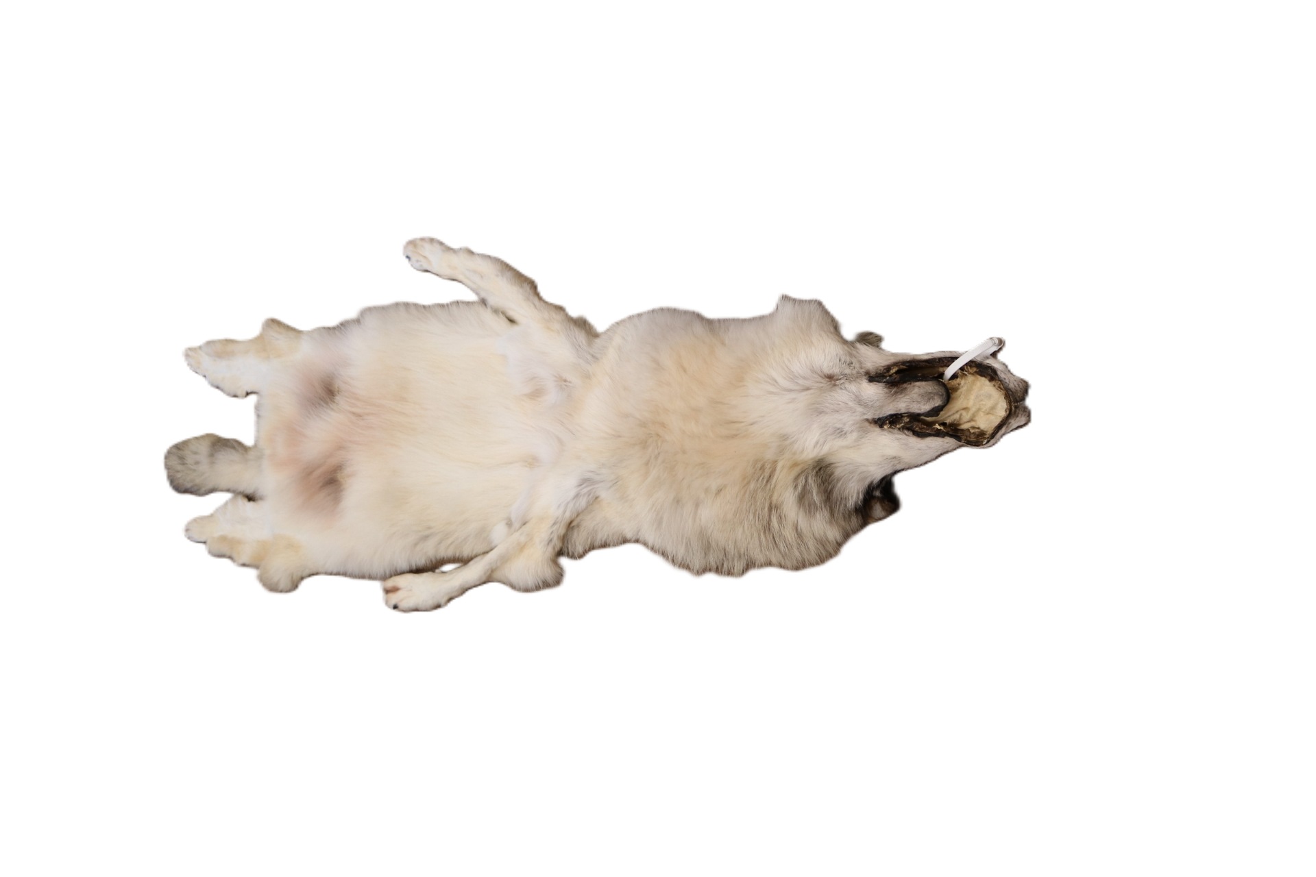 WOLF HAIR ON HIDE XL - Image 14