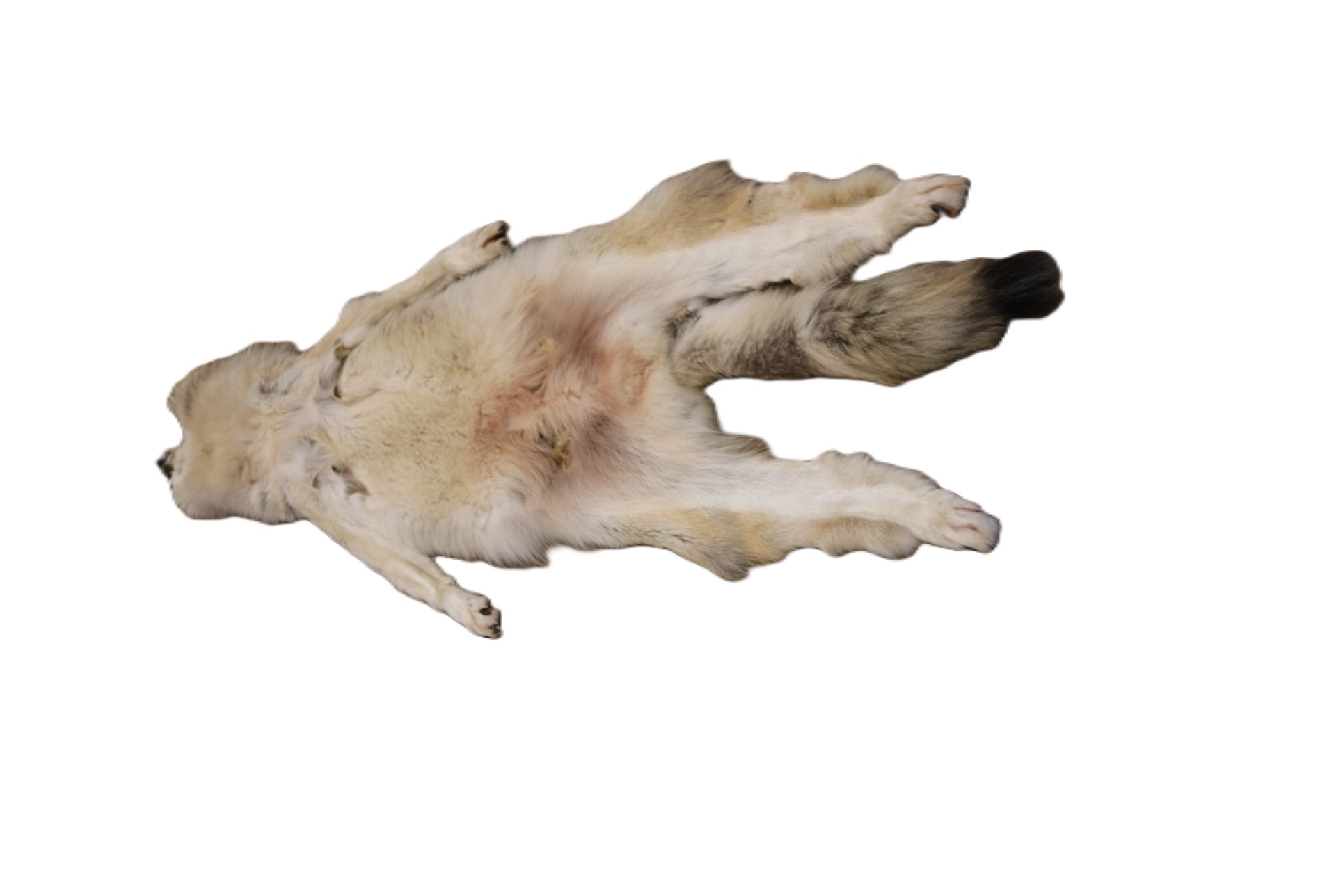 WOLF HAIR ON HIDE XL - Image 15