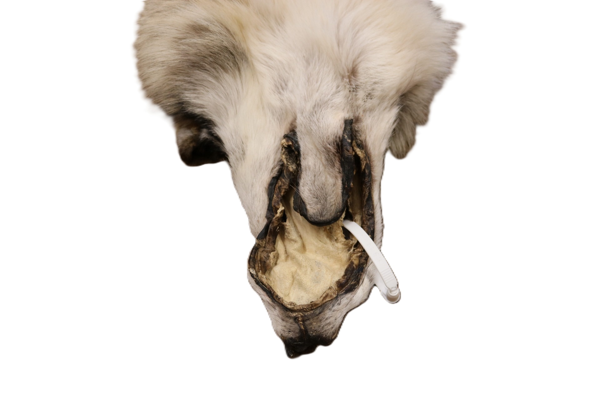 WOLF HAIR ON HIDE XL - Image 16
