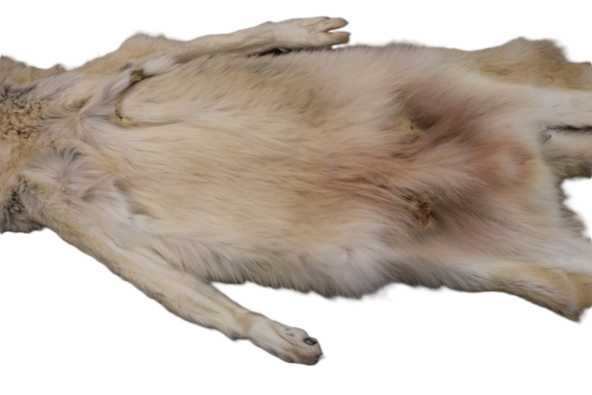 WOLF HAIR ON HIDE XL - Image 17