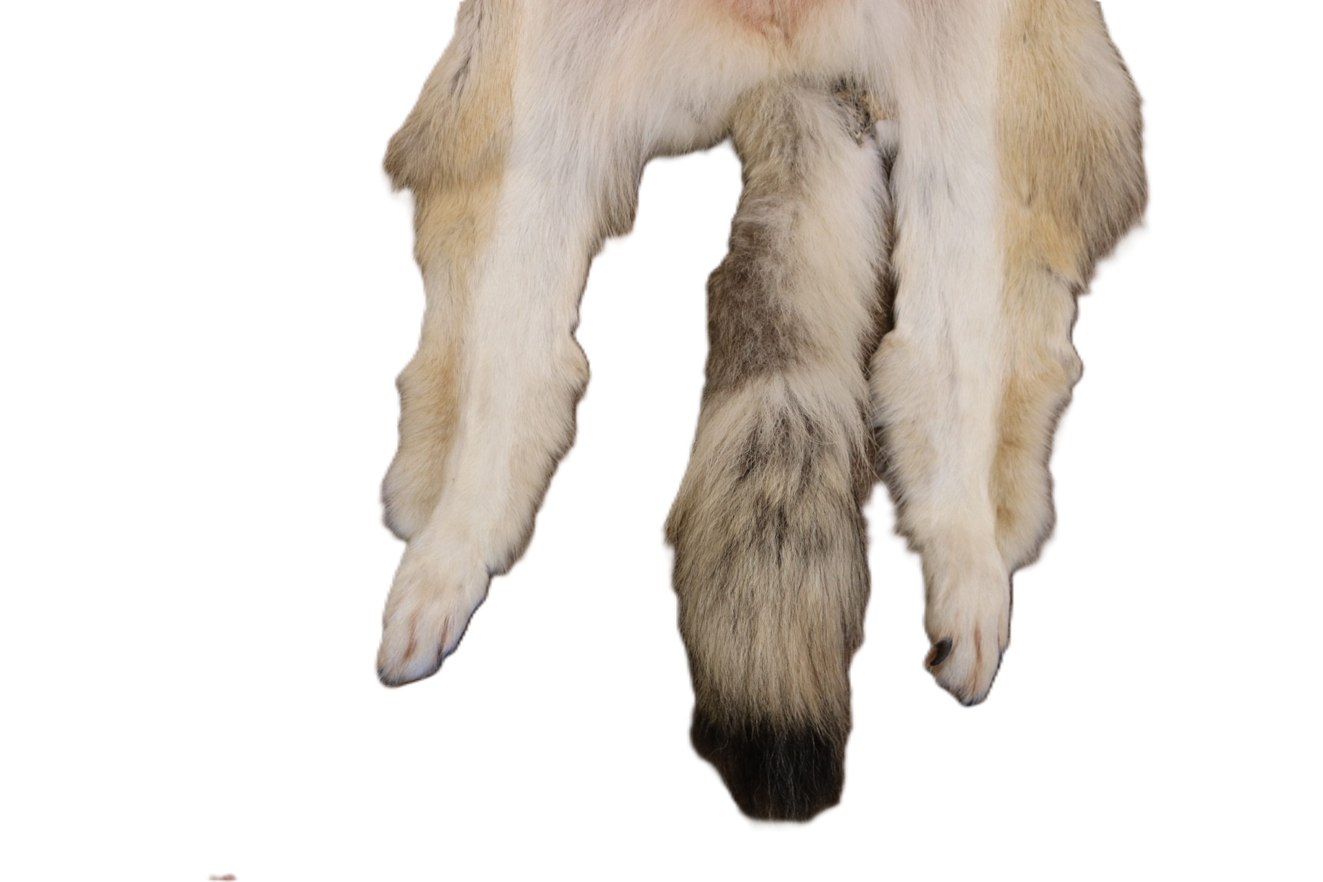 WOLF HAIR ON HIDE XL - Image 18