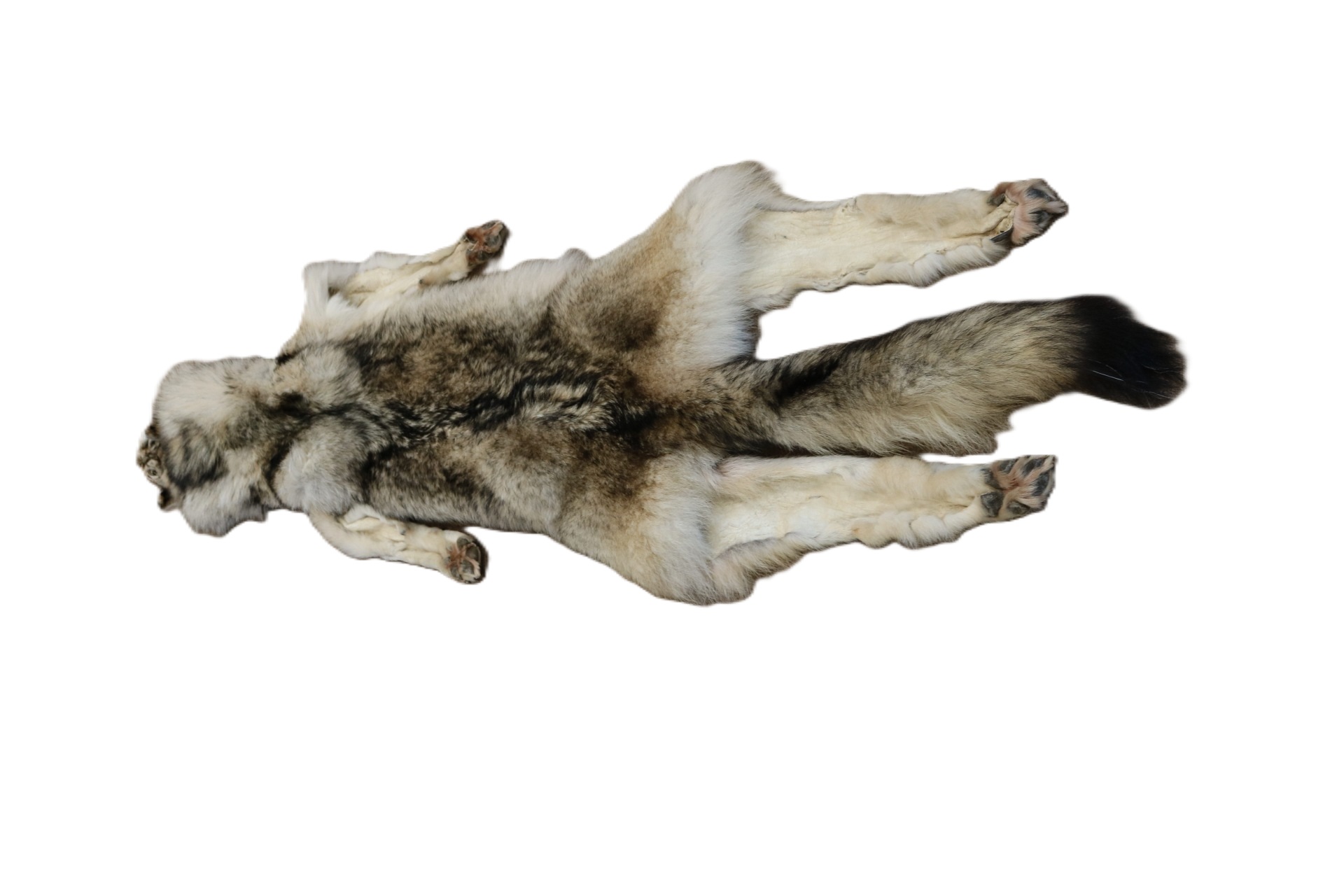 WOLF HAIR ON HIDE XL - Image 10