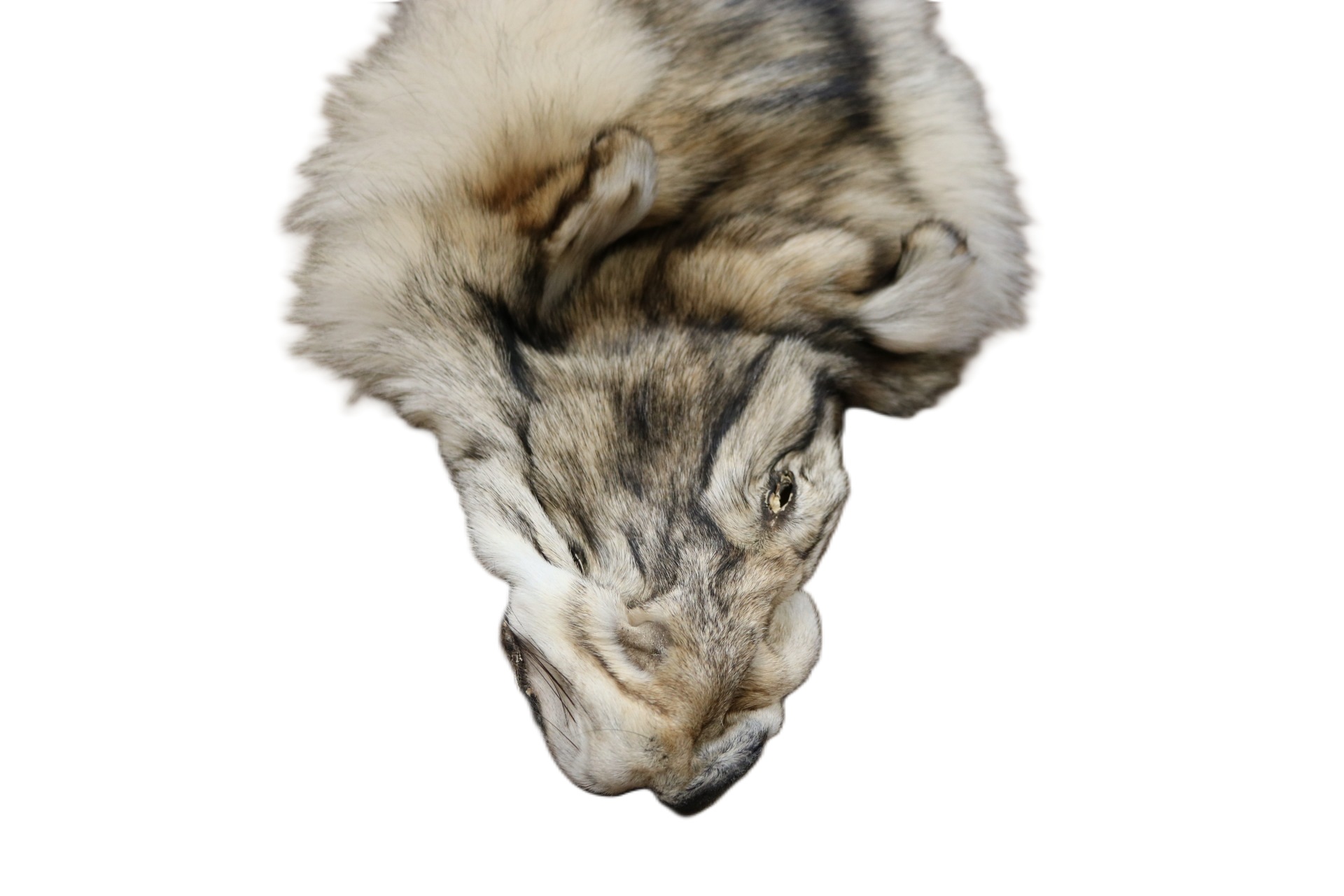 WOLF HAIR ON HIDE XL - Image 11