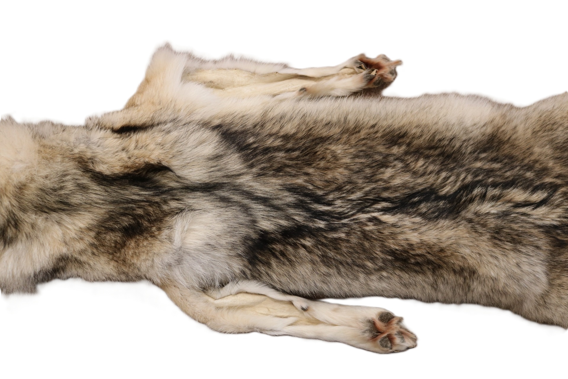 WOLF HAIR ON HIDE XL - Image 3