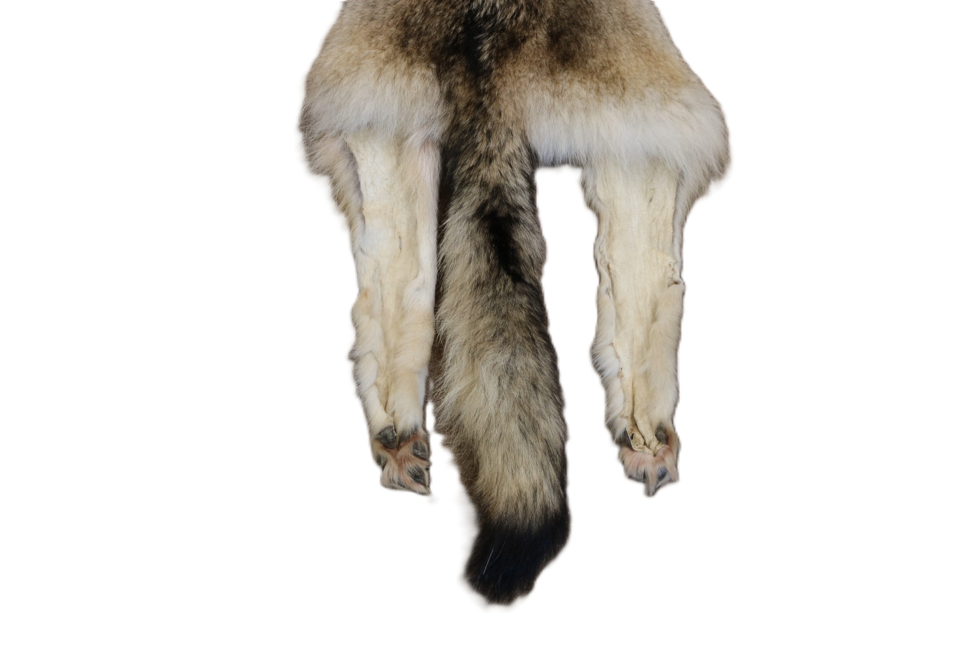 WOLF HAIR ON HIDE XL - Image 4