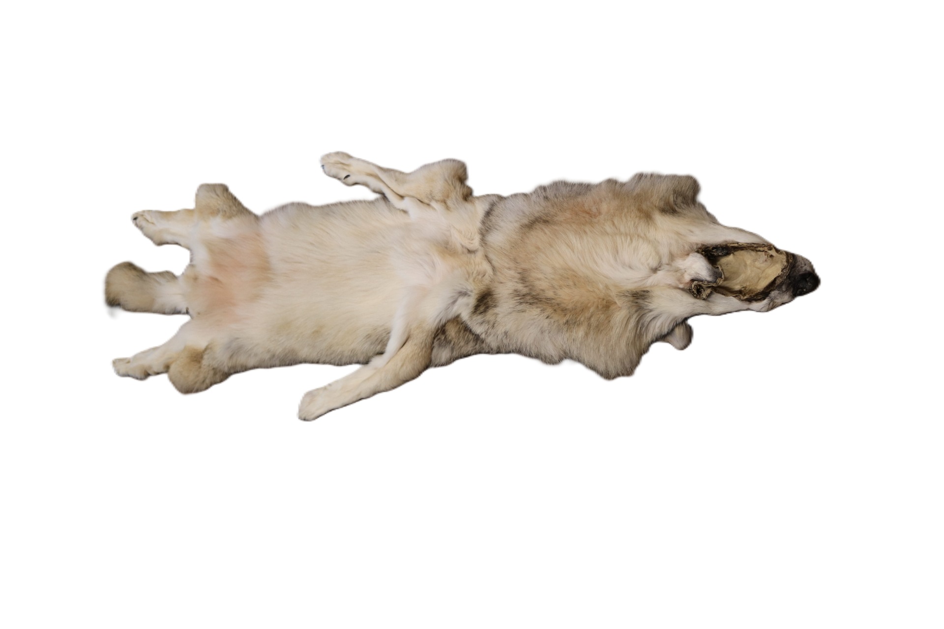 WOLF HAIR ON HIDE XL - Image 5