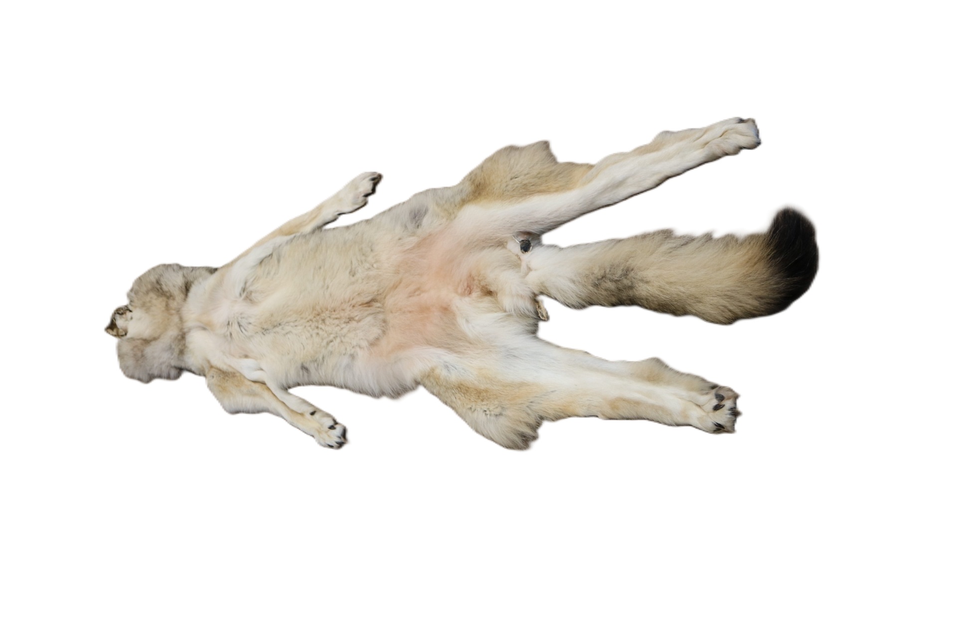 WOLF HAIR ON HIDE XL - Image 6