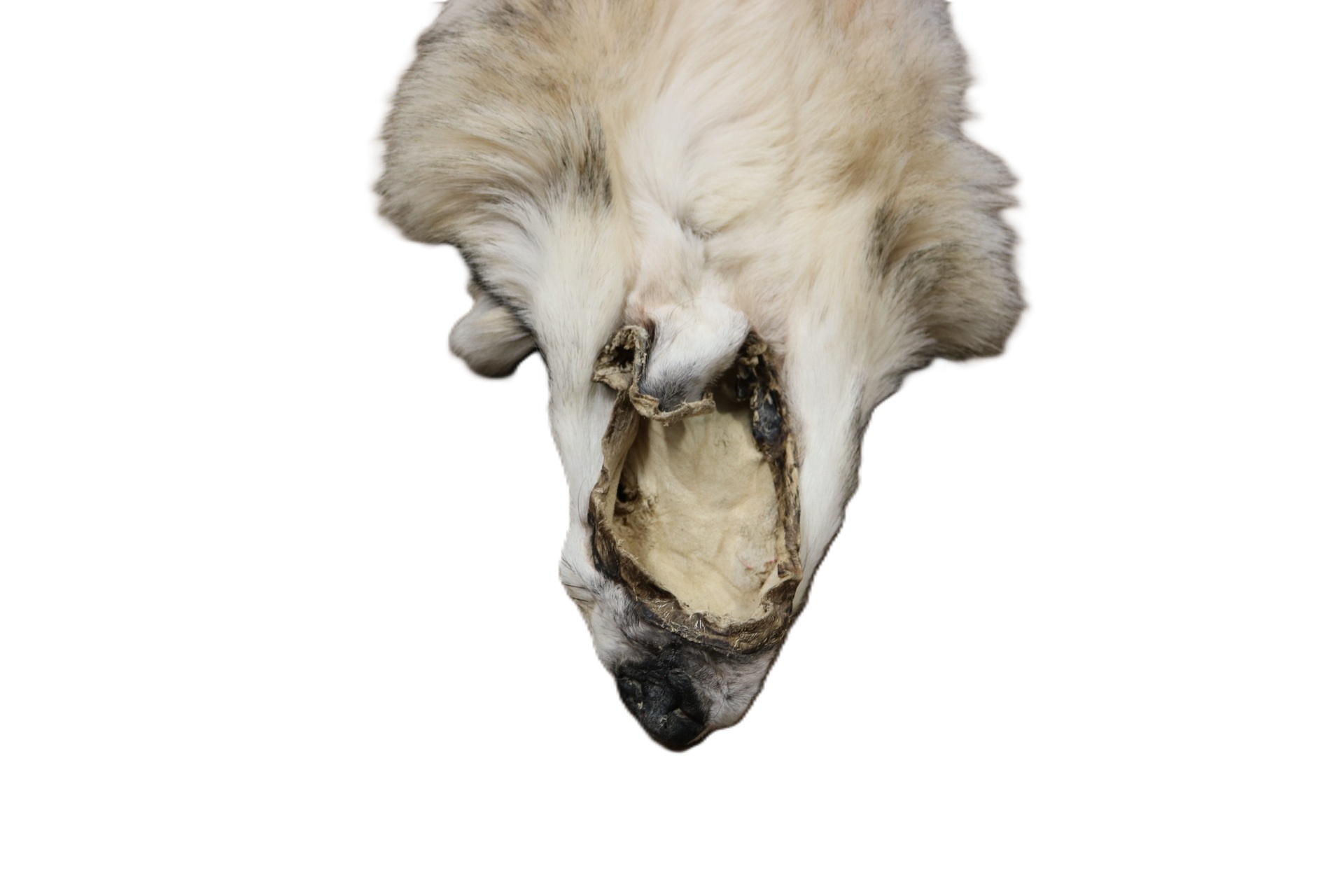 WOLF HAIR ON HIDE XL - Image 7