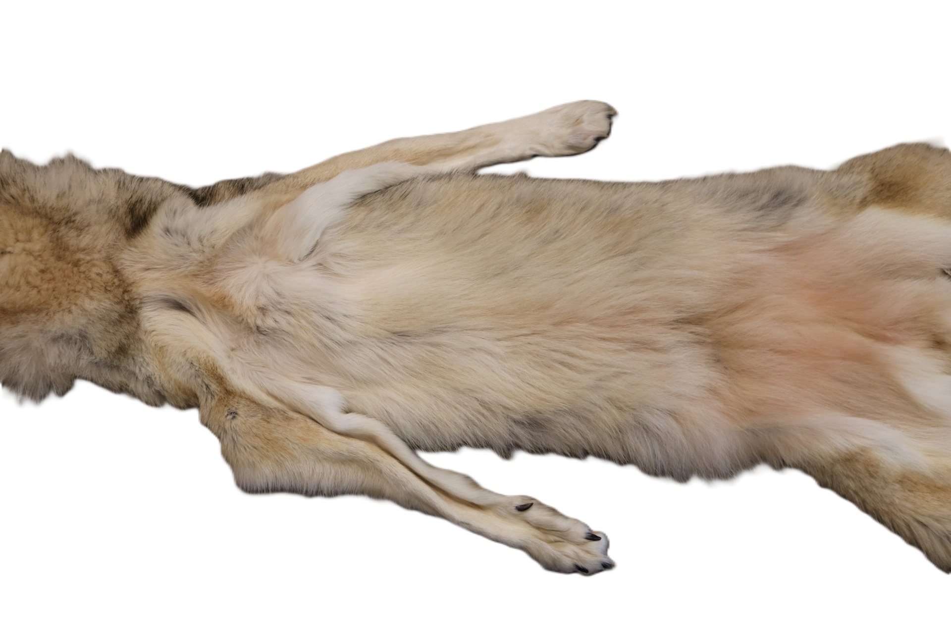 WOLF HAIR ON HIDE XL - Image 8
