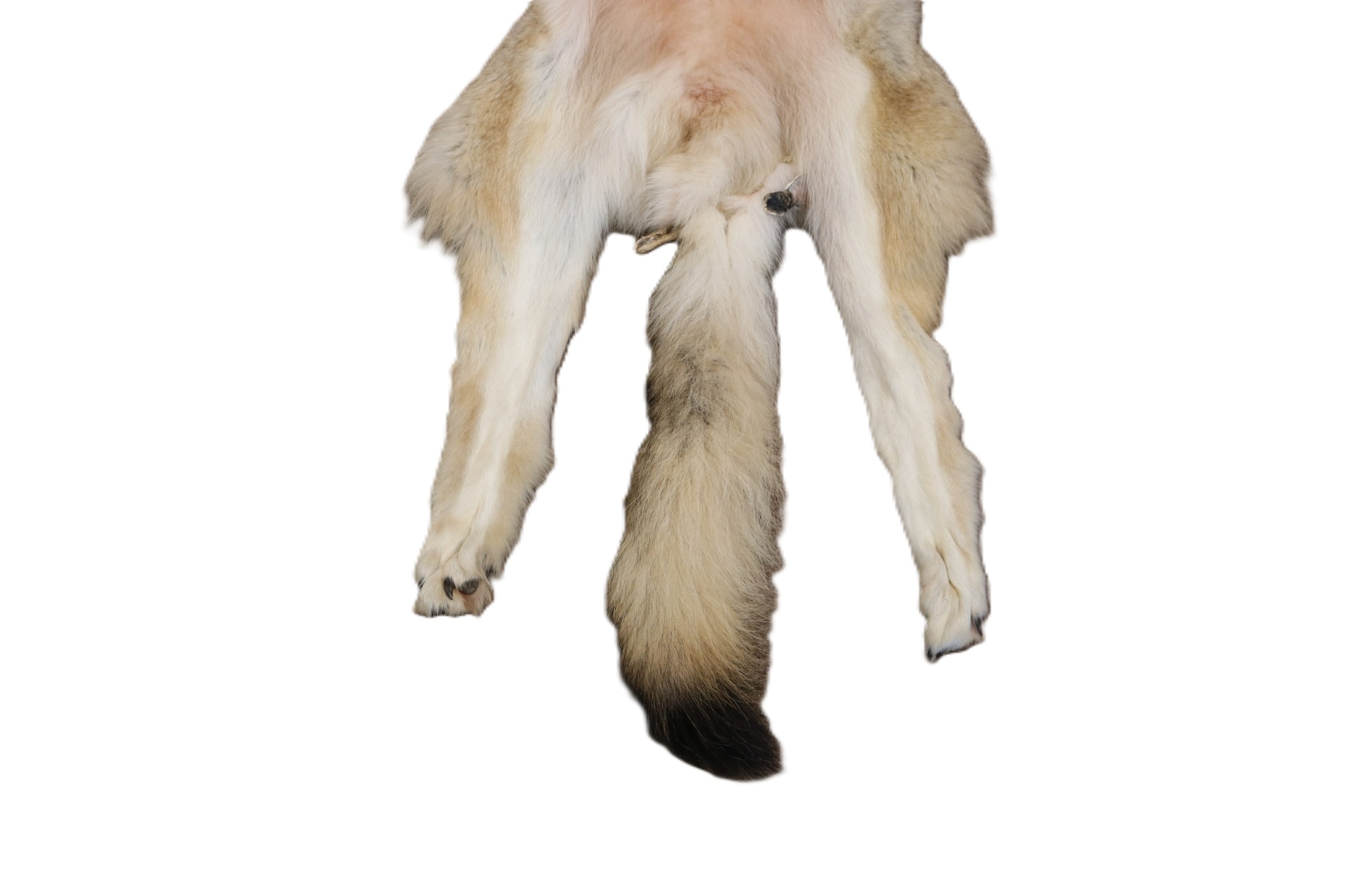 WOLF HAIR ON HIDE XL - Image 9