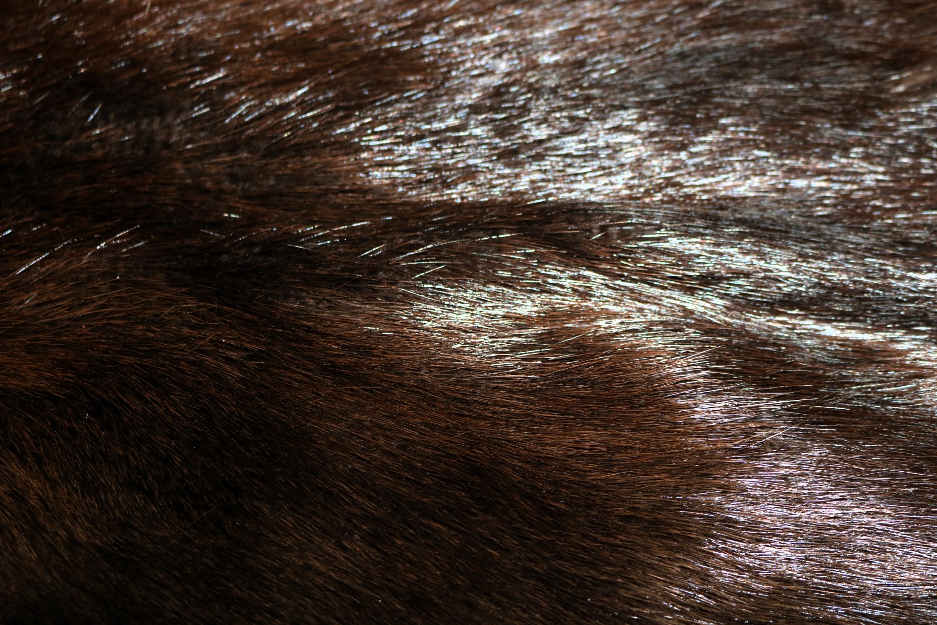 Beaver Skin Hair On - Black, XXL - Image 2