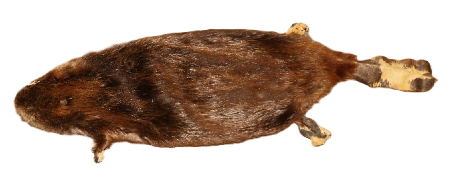 Beaver Skin Hair-On w/Tail
