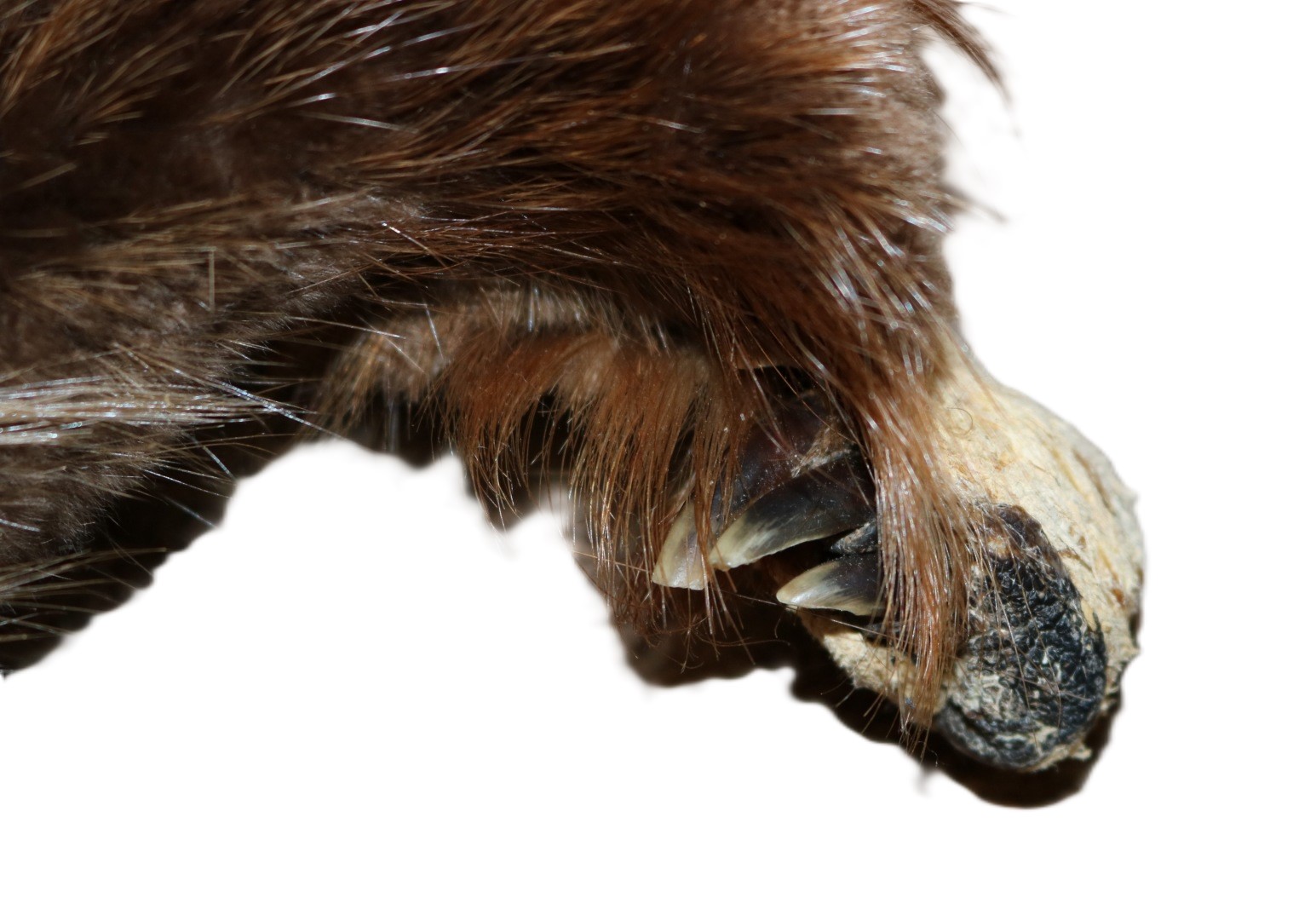 Beaver Skin Hair-On w/Tail - Image 3