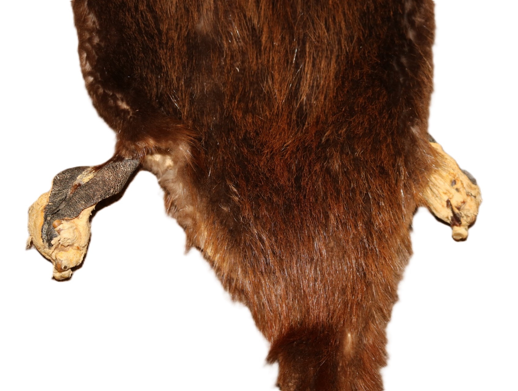 Beaver Skin Hair-On w/Tail - Image 4