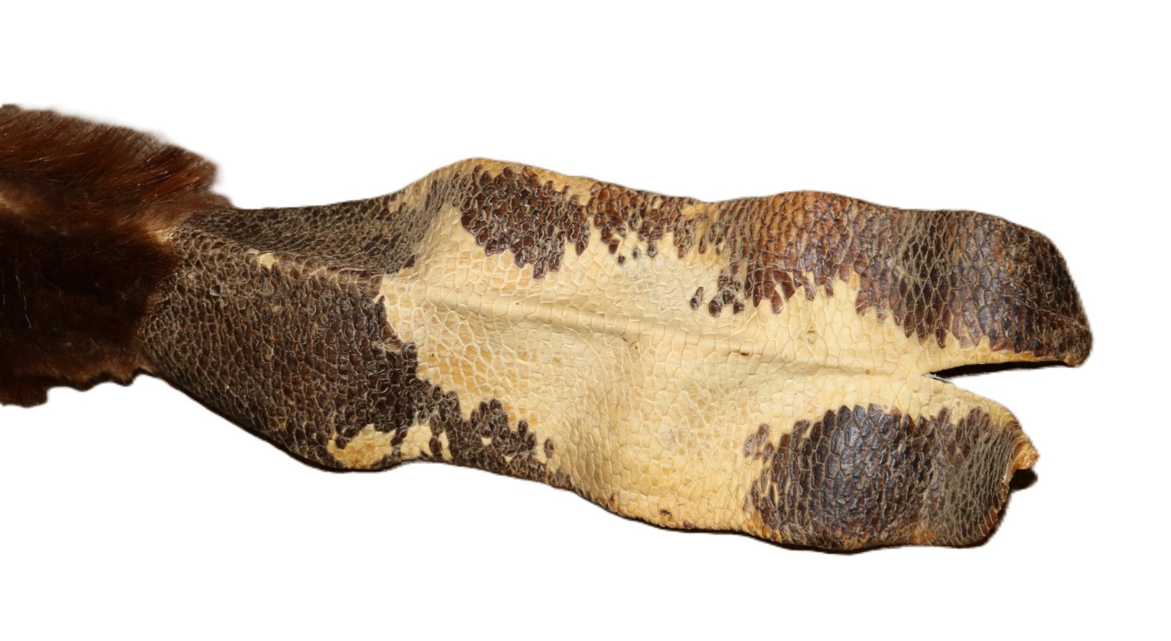 Beaver Skin Hair-On w/Tail - Image 5