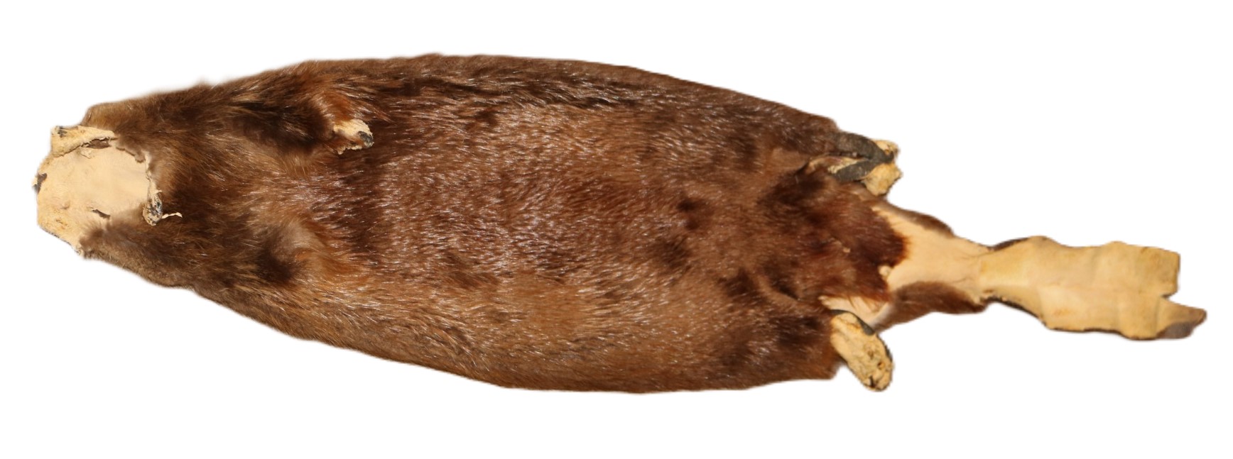 Beaver Skin Hair-On w/Tail - Image 6