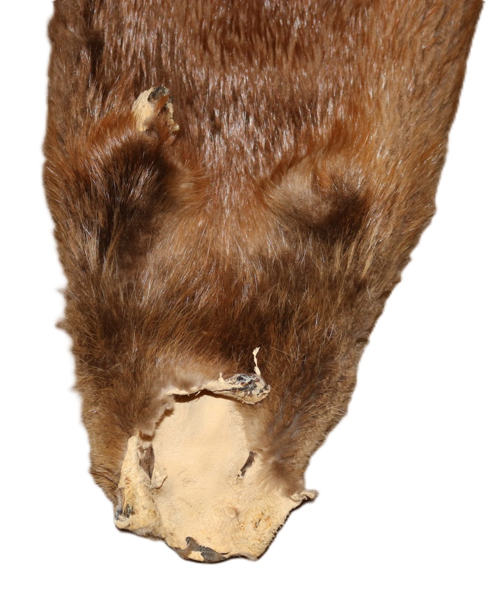 Beaver Skin Hair-On w/Tail - Image 7