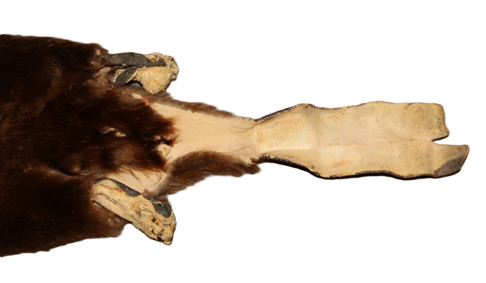 Beaver Skin Hair-On w/Tail - Image 8