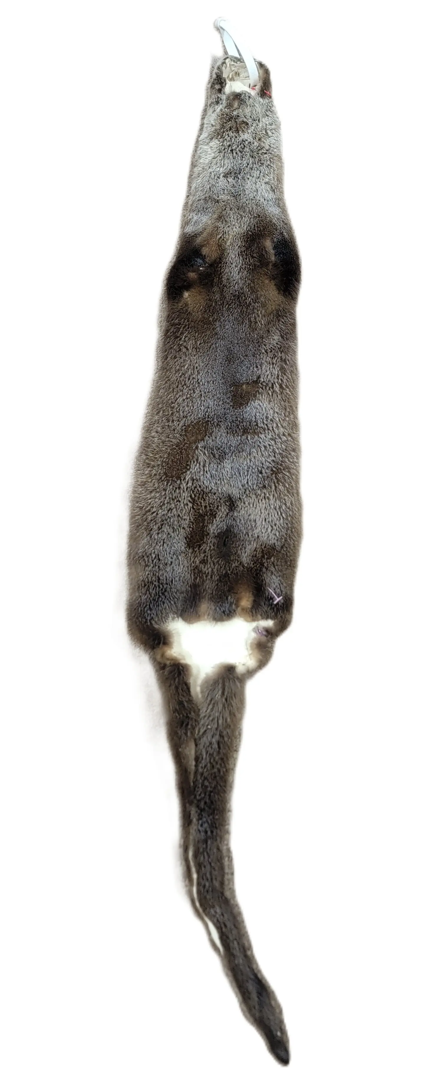 Otter Skin without Feet - 40"-45" long - Image 3