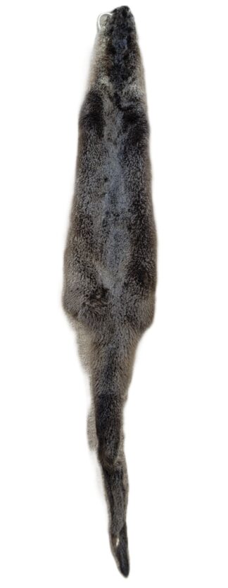 Otter Skin without Feet - Small 40"-45" long