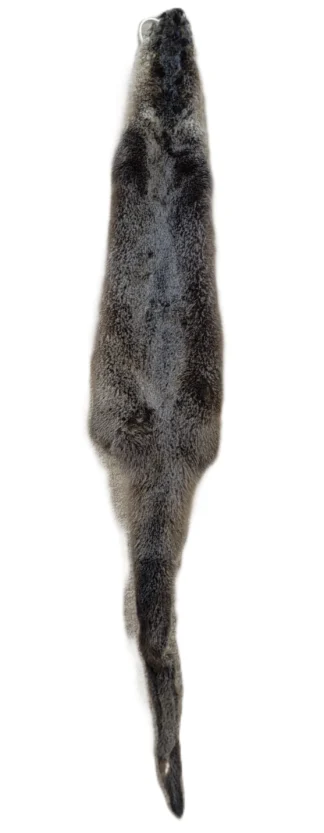 Otter Skin without Feet - 40"-45" long