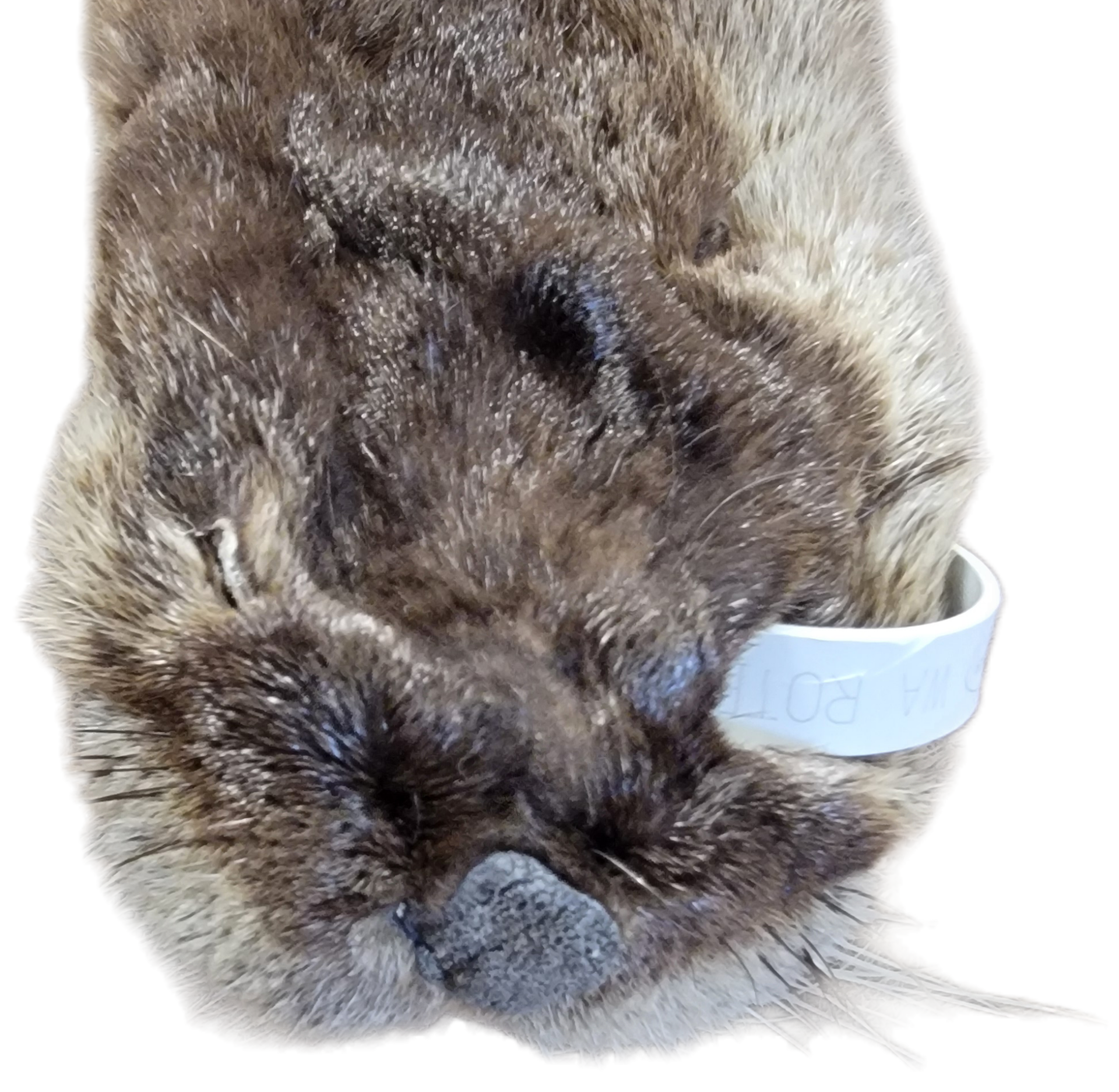 Otter Skin without Feet - 40"-45" long - Image 2