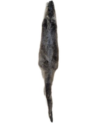 Otter Skin without Feet - 40"-45" long