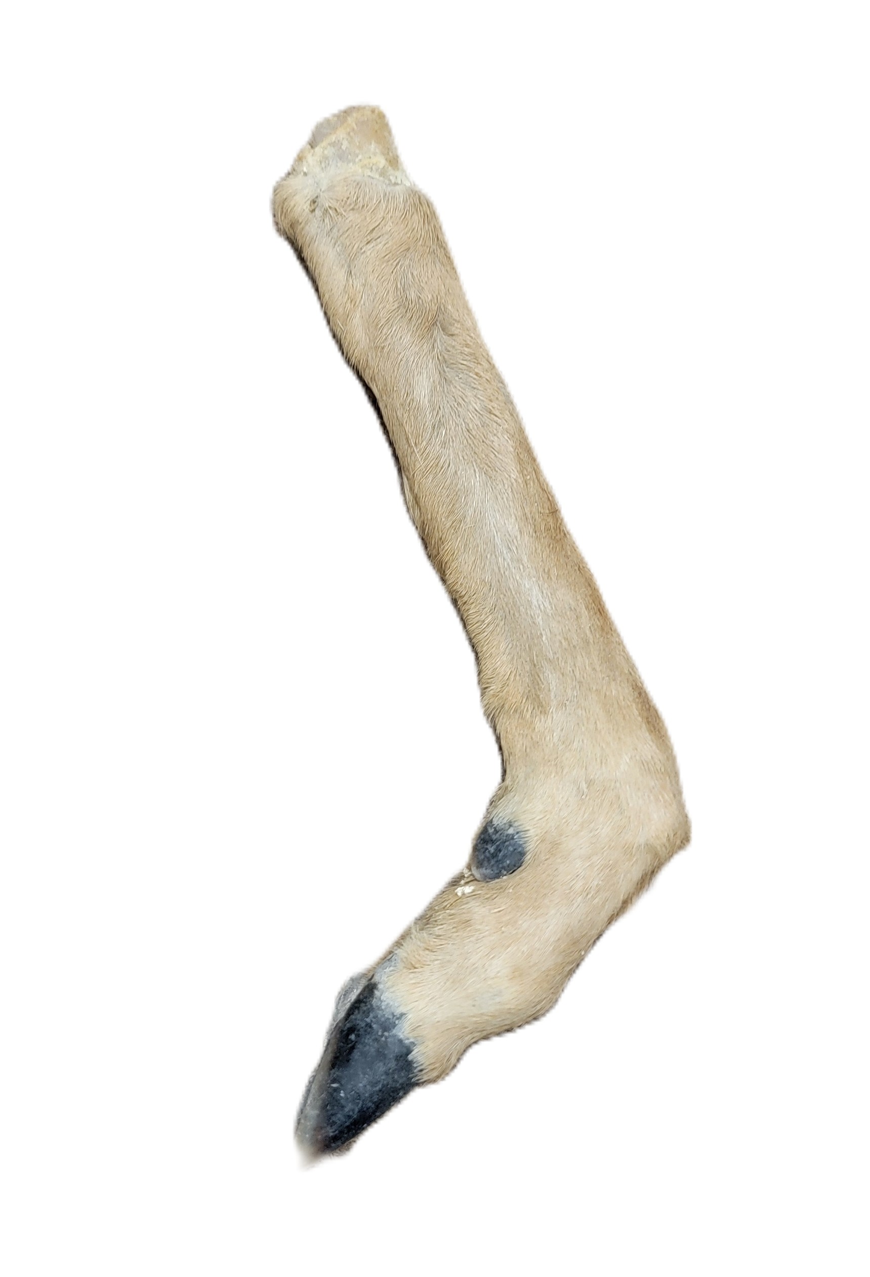 Deer leg with hair and hoof - "L" shaped - Image 2