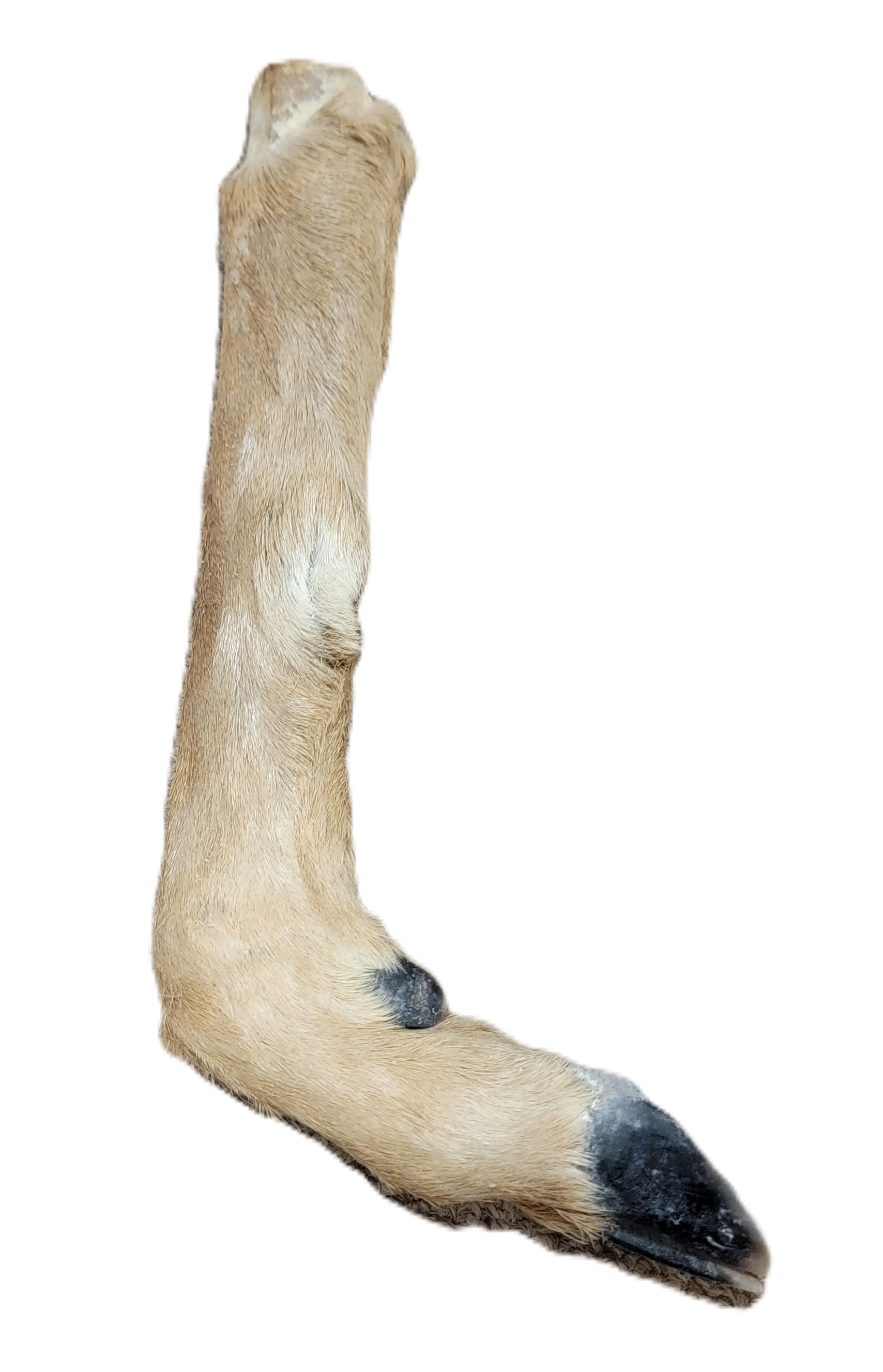 Deer leg with hair and hoof - "L" shaped - Image 3