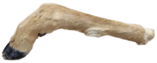 Deer leg with hair and hoof - "L" shaped